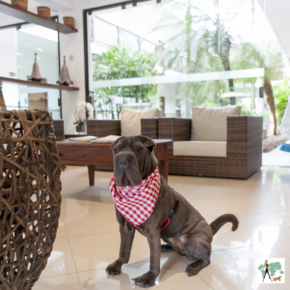 cachorro sentado em sala de hotel