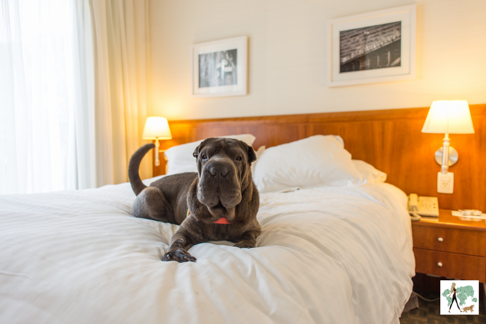 cachorro em cima de cama de hotel