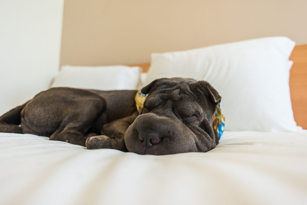 cachorro dormindo em cama de hotel