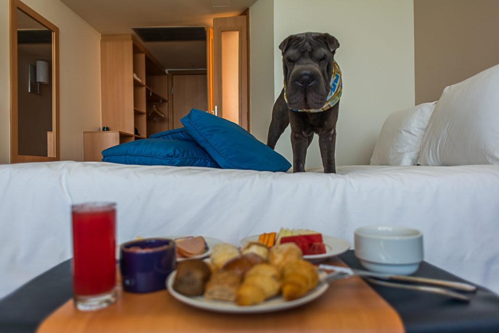 cachorro de pé em cima da cama de hotel e bandeja de café da manhã