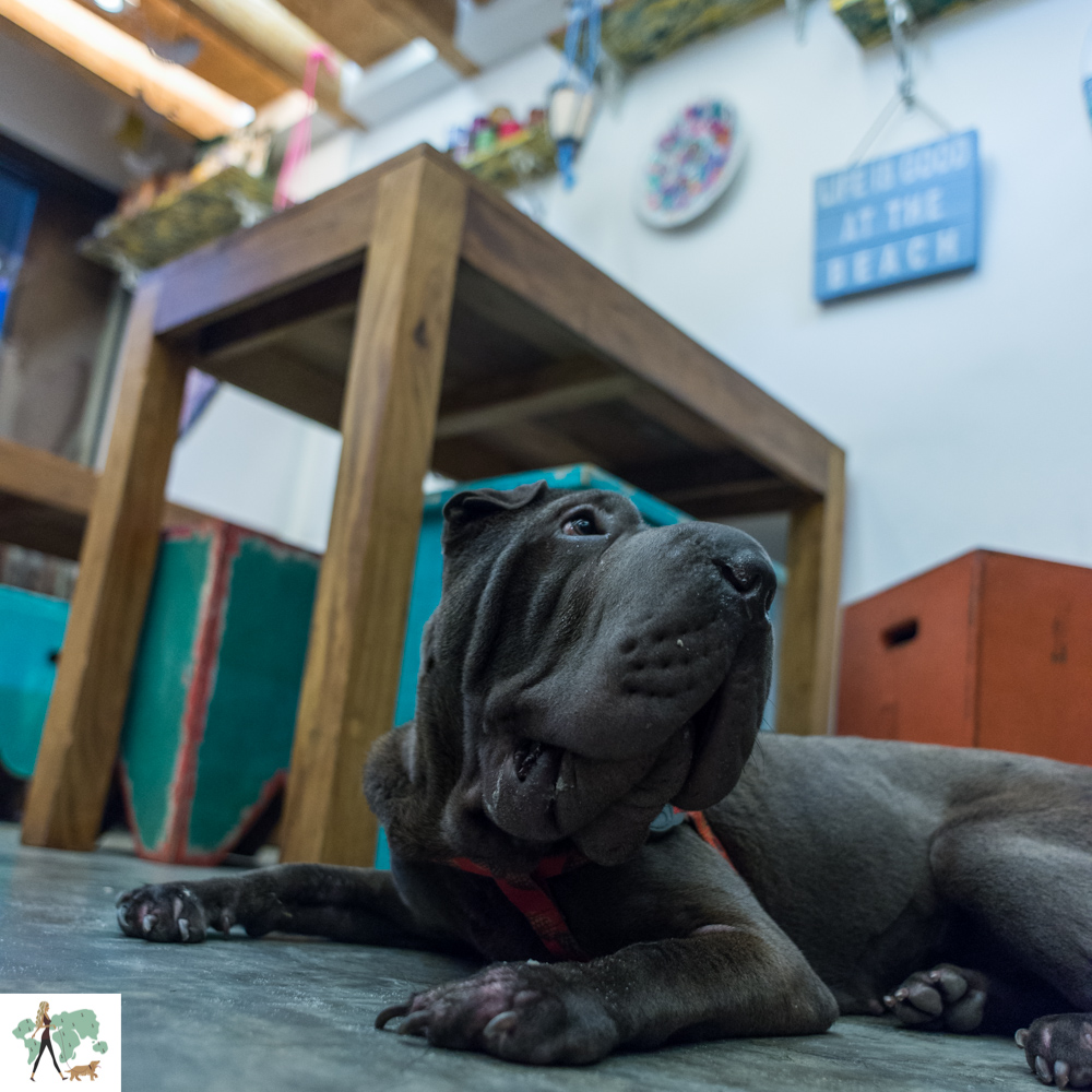 .Org Bistrô no Rio é pet friendly cachorro deitado