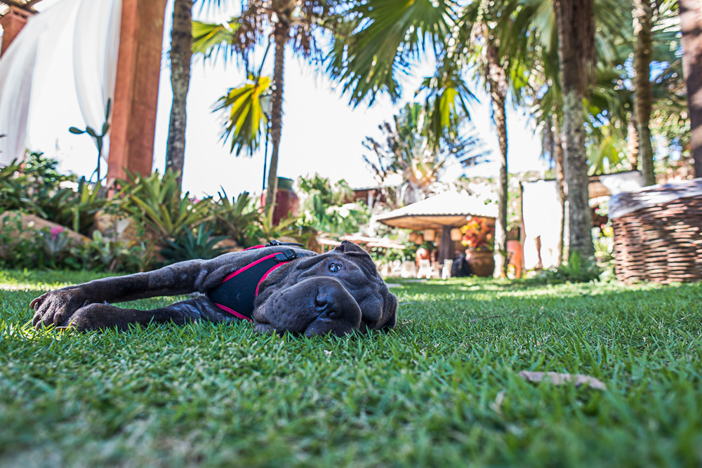cachorro deitado em gramado
