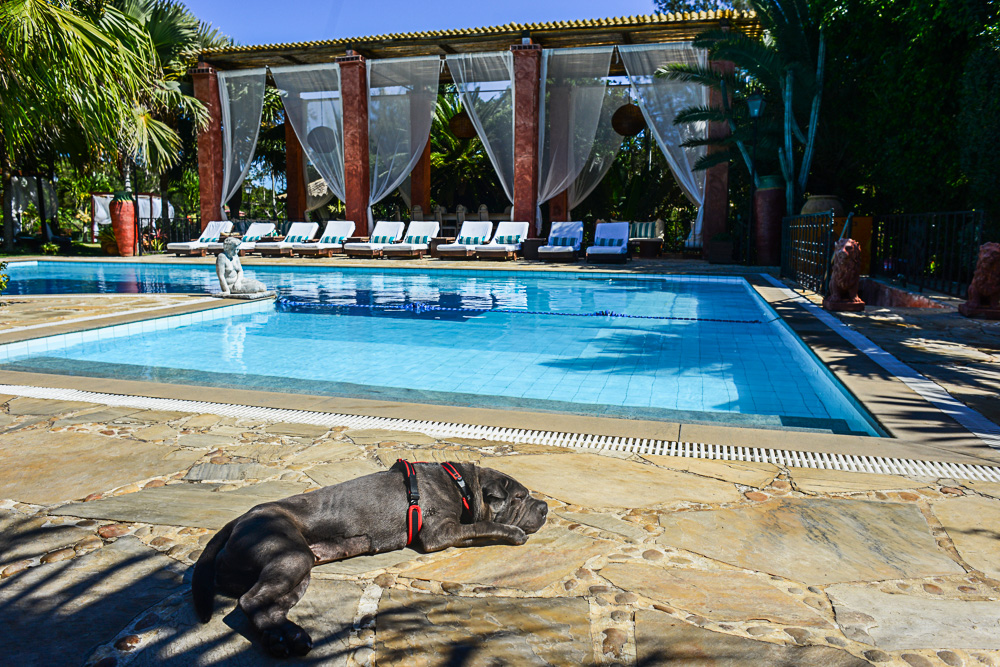 cachorro deitado ao lado de piscina de hotel