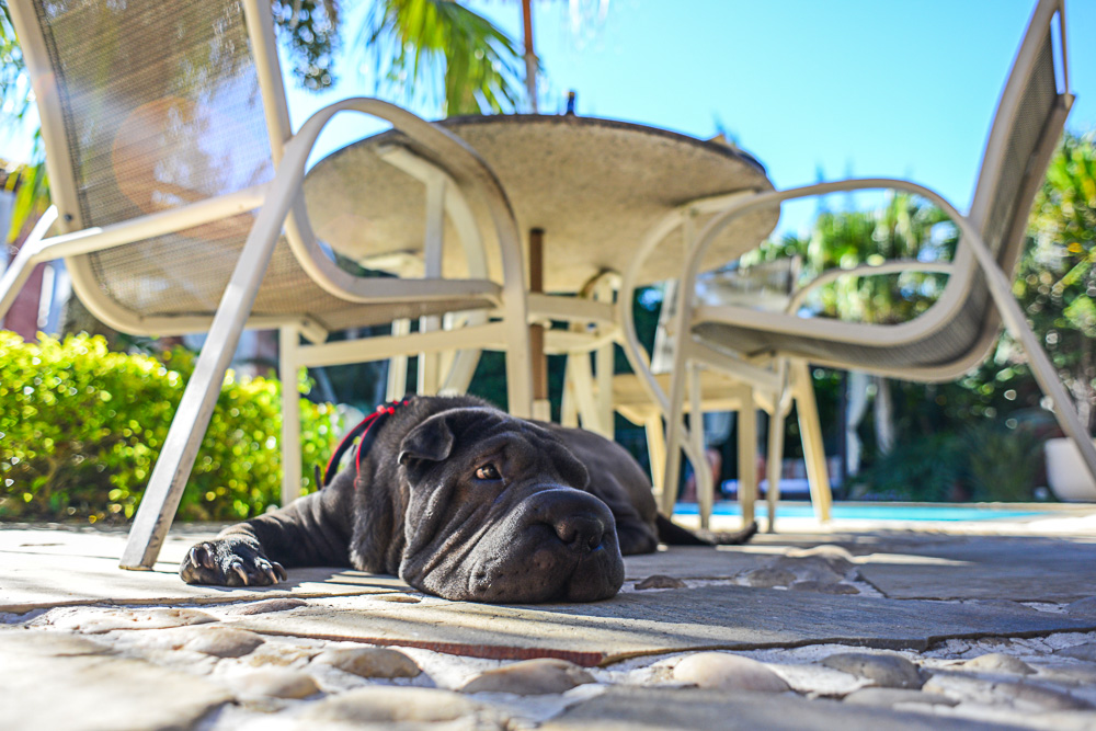 cachorro deitado ao lado de mesa e cadeiras