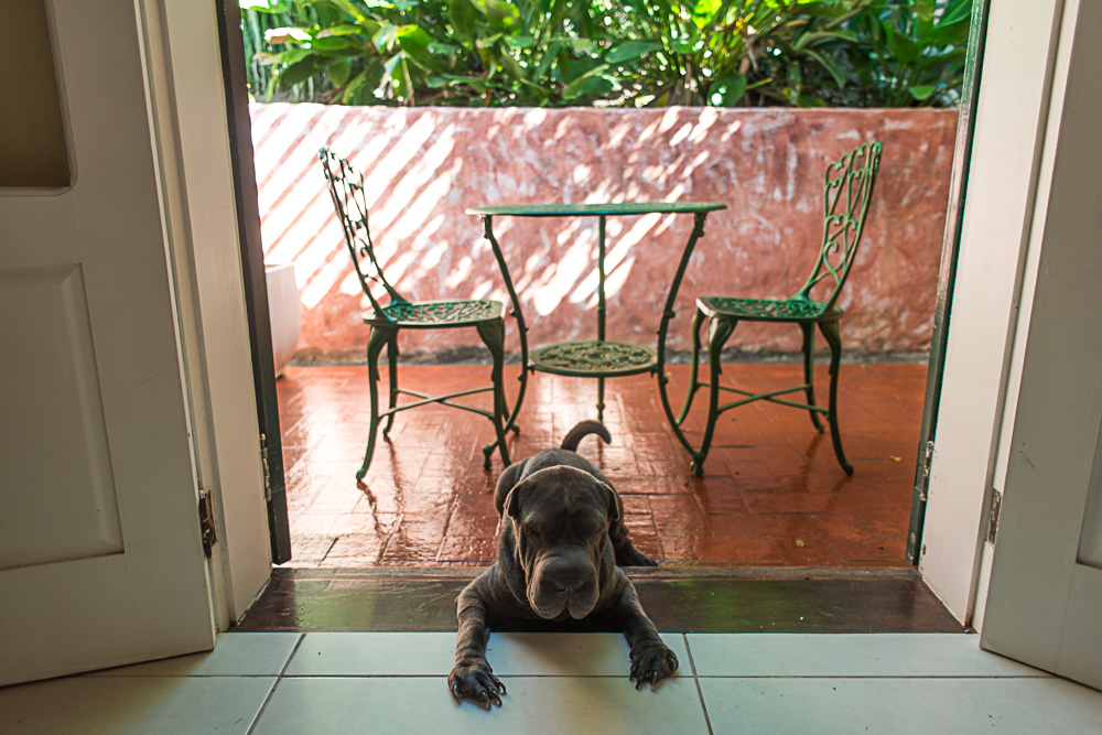cachorro deitado na entrada de varanda