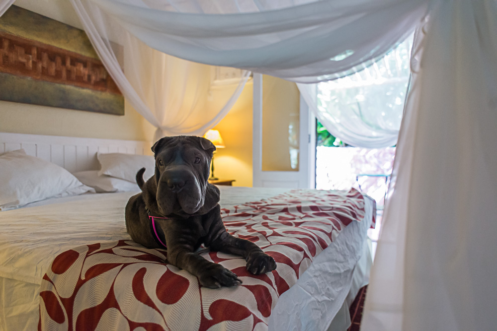 cachorro em cima de cama de hotel
