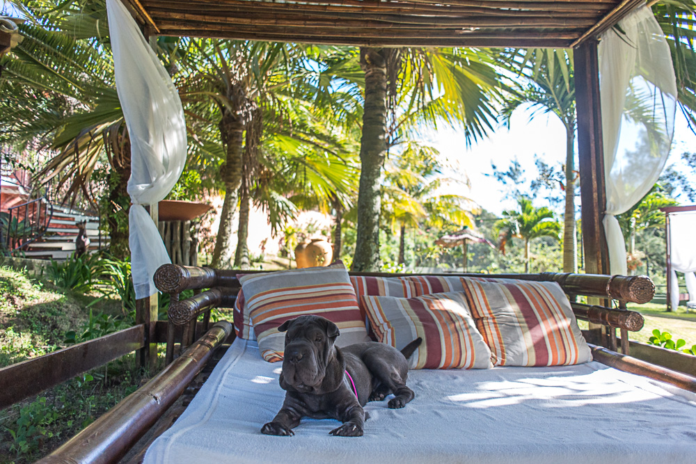 cachorro em cima de gazebo de hotel