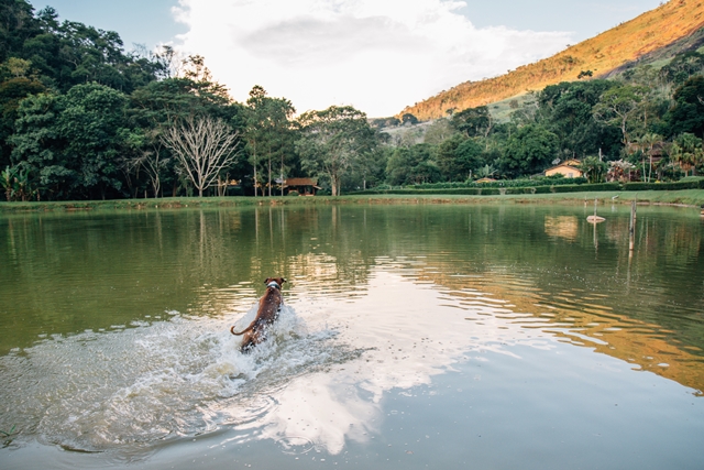 cachorro nadando no lago
