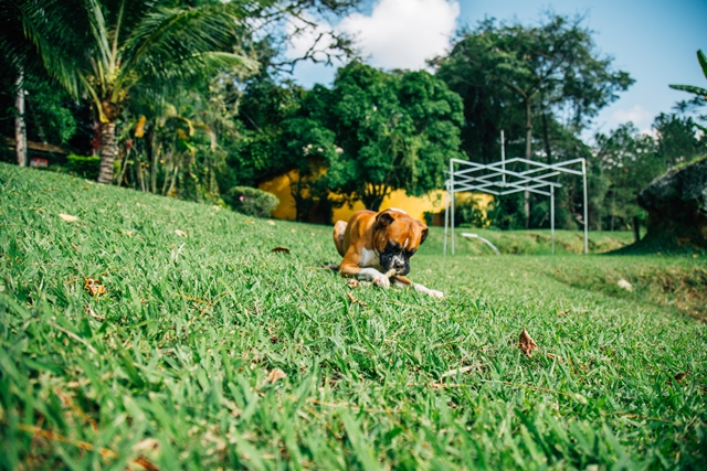cachorro roendo um graveto em gramado