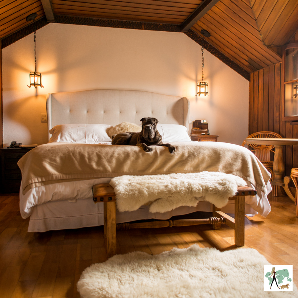 cachorro em cima de cama de hotel de luxo
