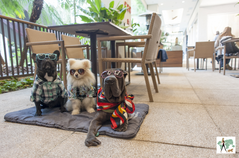 Le Pain Quotidien Cidade Jardim é pet friendly três cachorros de óculos posando em cima da almofada no shopping