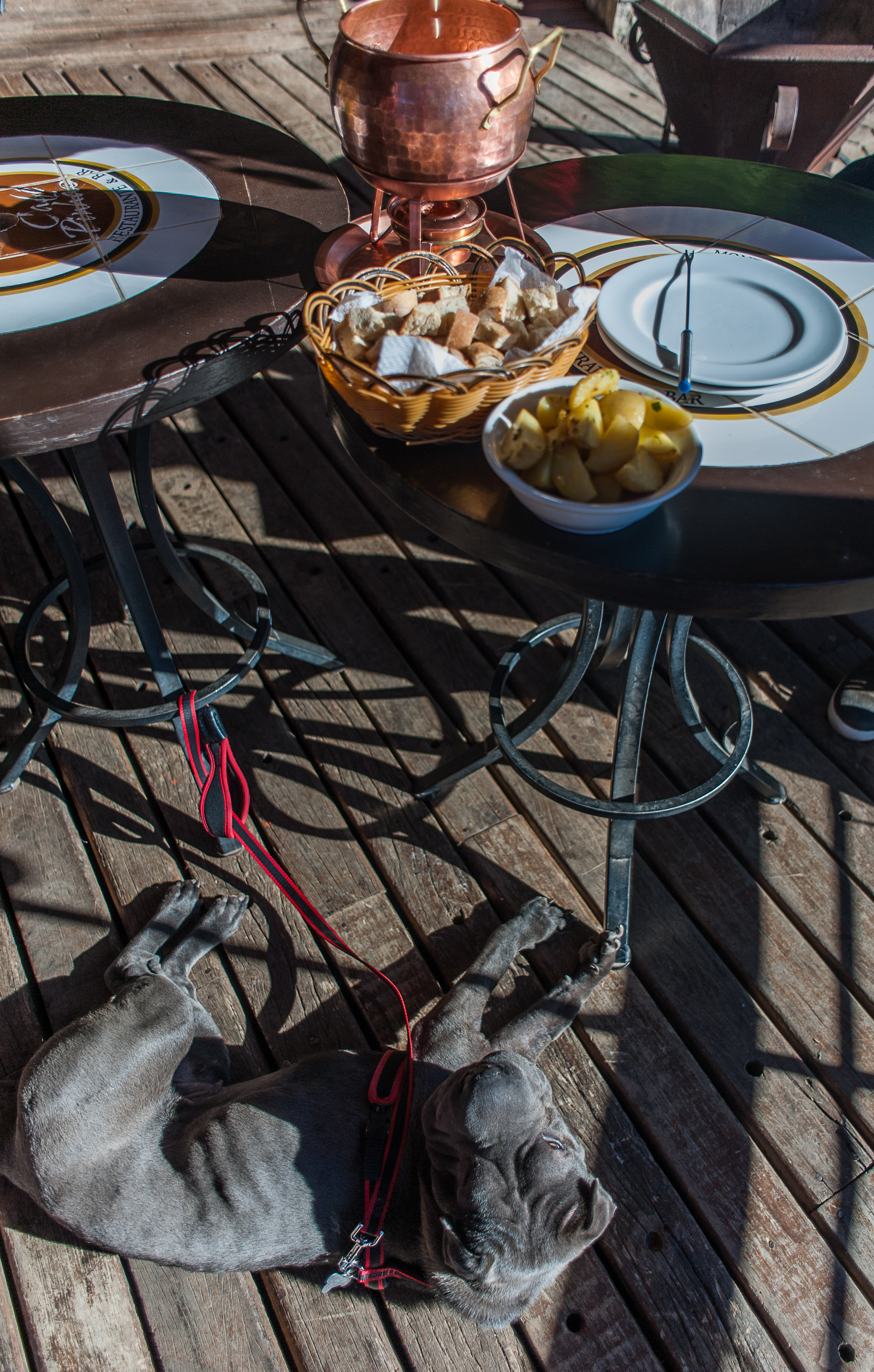 Café Pinhão é pet friendly cachorro deitado e fondue em cima da mesa