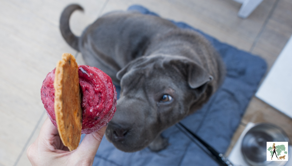 Davvero é pet friendly cachorro olhando para sorvete