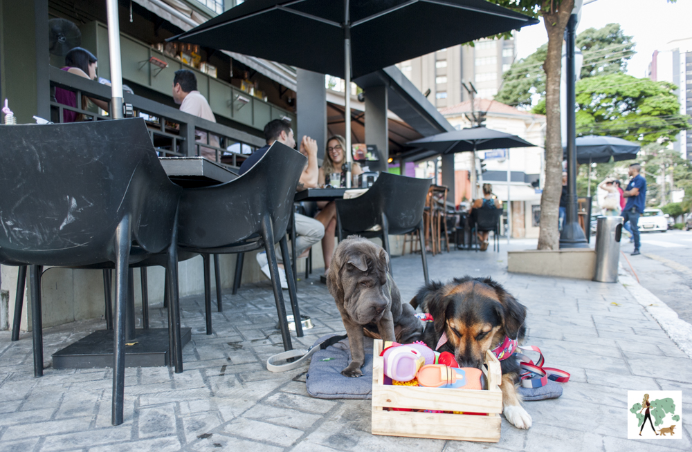 Fortunato é pet friendly cachorros olhando caixa de brinquedos