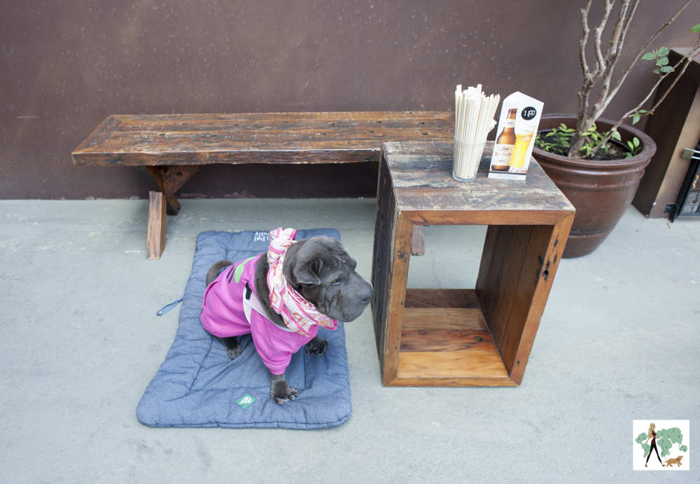 Izakaya Toki é pet friendly cachorro sentado em cima de almofada ao lado de caixote