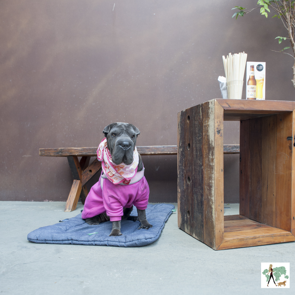 Izakaya Toki é pet friendly cachorro de moleton rosa em cima de almofada na frente de bar