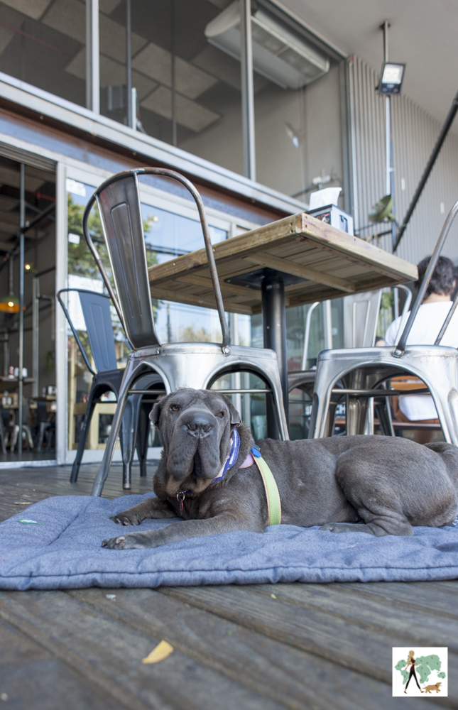 Bullguer Vila Madalena é pet friendly cachorro deitado na almofada do lado da mesa