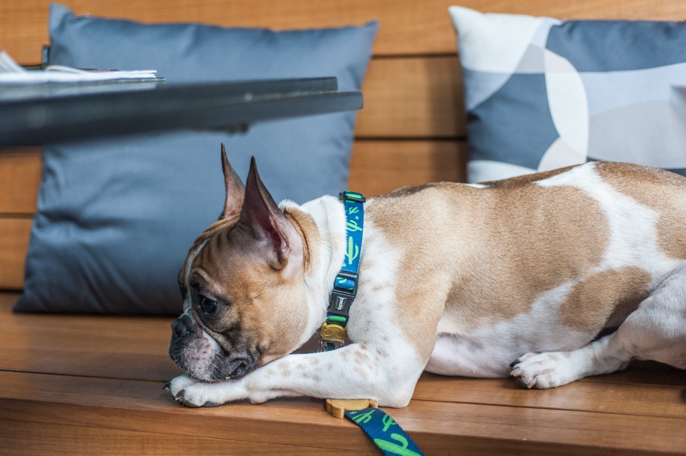 cachorro em cima de sofá de madeira com almofadas ao fundo
