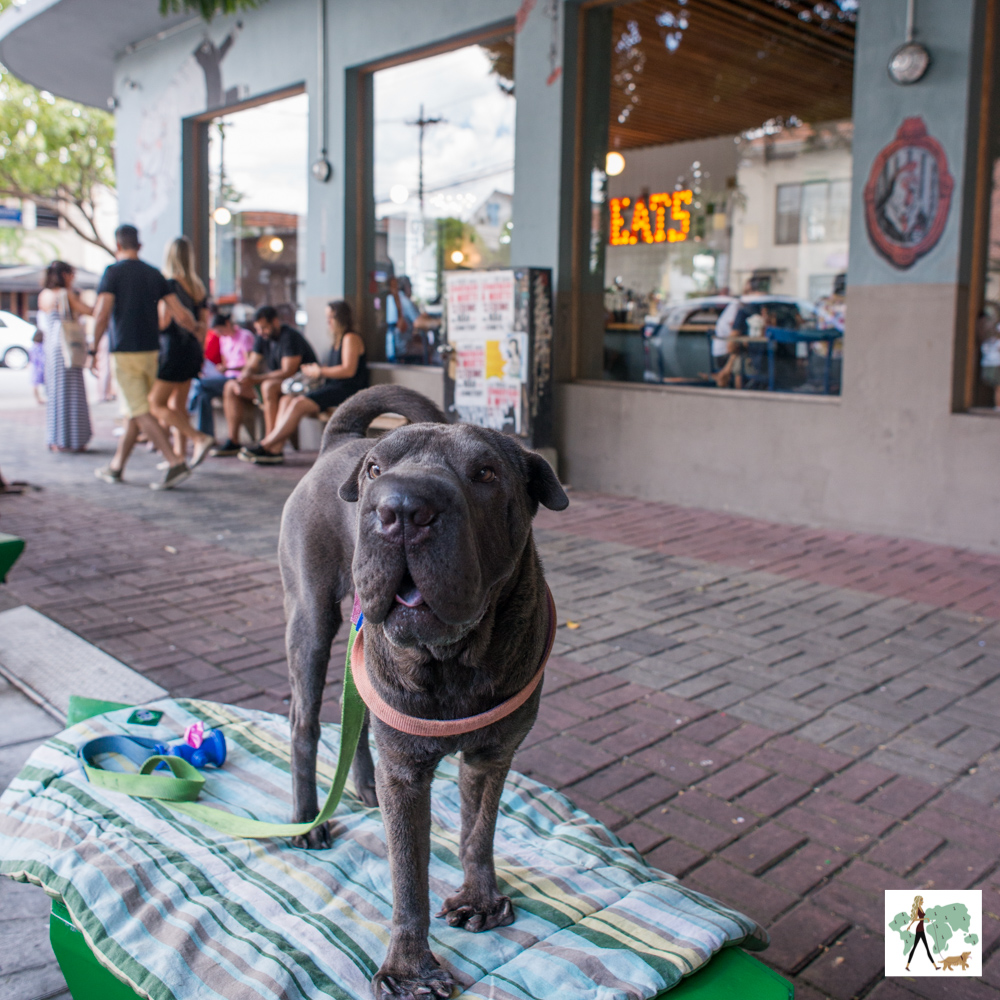 Meats é pet friendly cachorro de pé em frente a hamburgueria