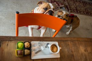 Brigadeiro da Vila é pet friendly cachorros ao lado da mesa com brigadeiros e café