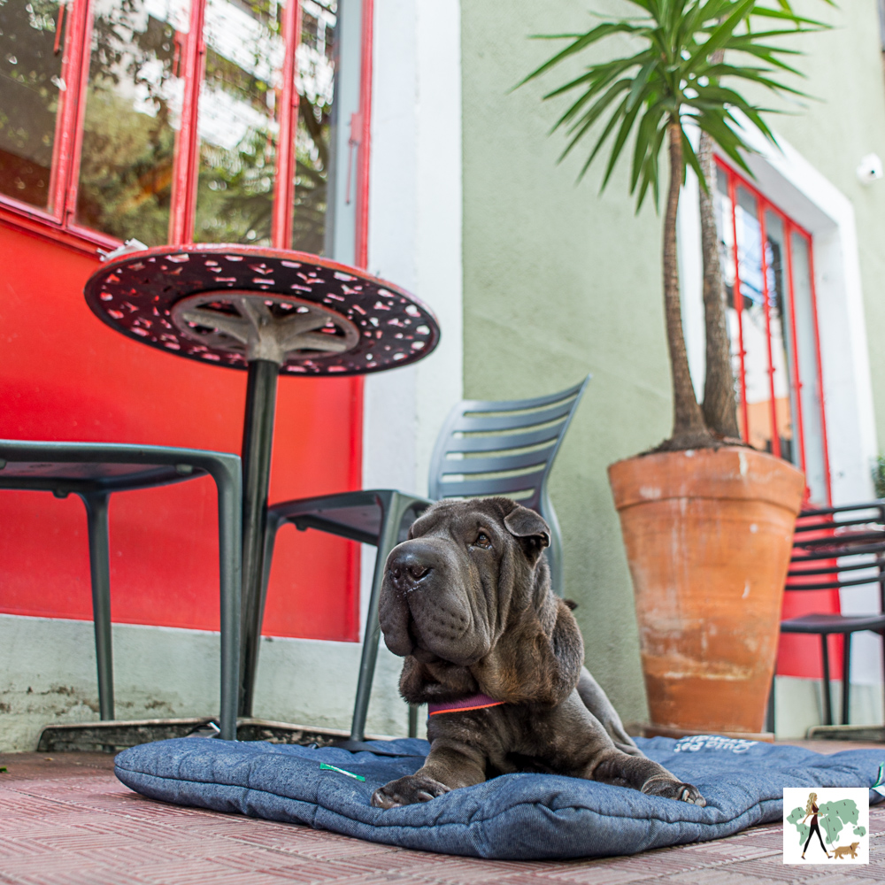 Suri é pet friendly cachorro sentado em cima de almofada ao lado de mesa