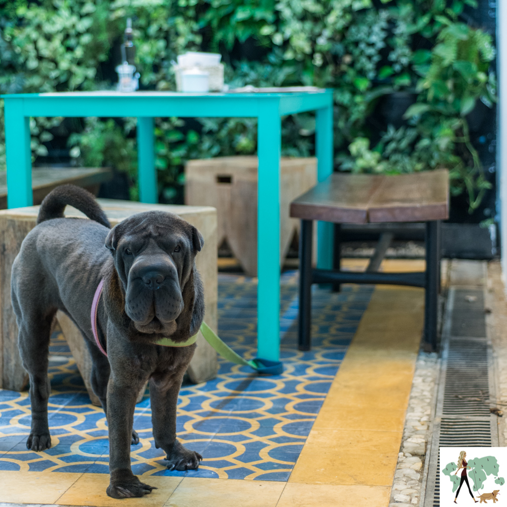 Grão Fino é pet friendly cachorro no restaurante