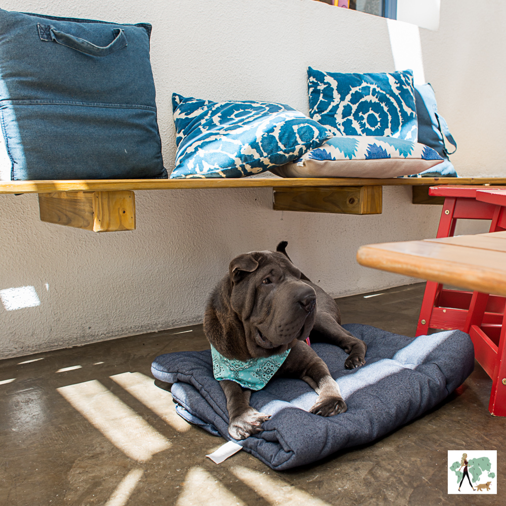 Da Feira ao Baile é pet friendly cachorro deitado em varanda de restaurante