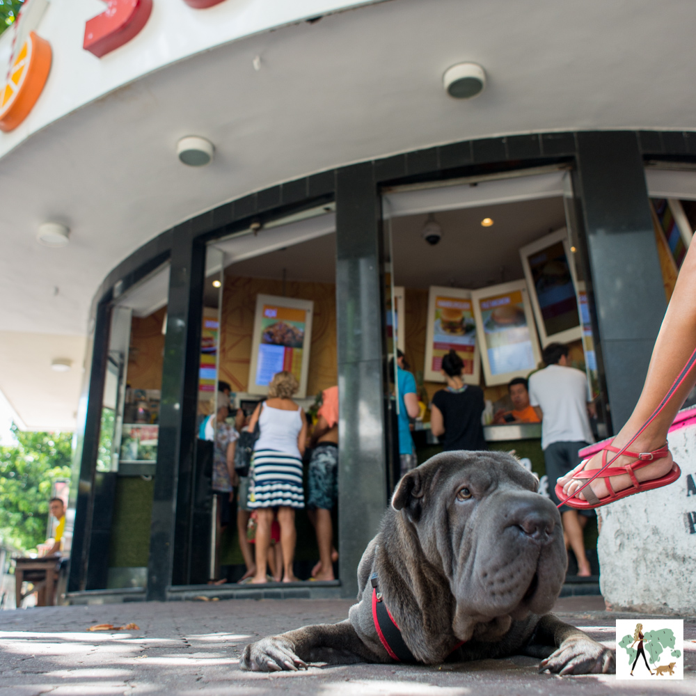 Polis Sucos é pet friendly cachorro deitado no chão na frente de casa de sucos
