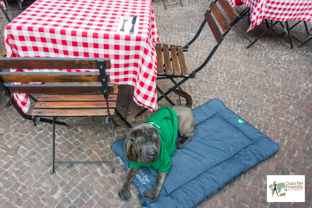 Bráz de Pinheiros é pet friendly cachorro em pizzaria ao lado de mesa com toalha xadrez