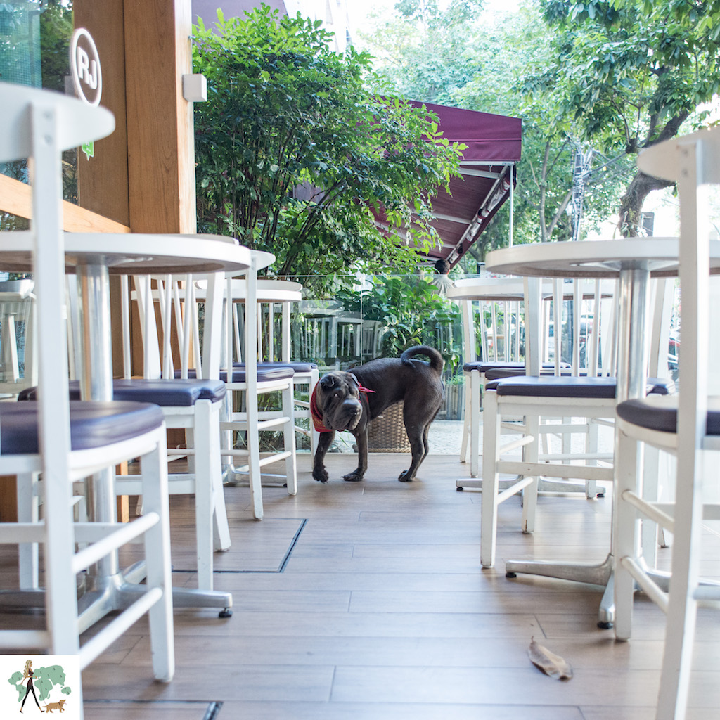 Momo Gelato é pet friendly cachorro andando no terraço de sorveteria