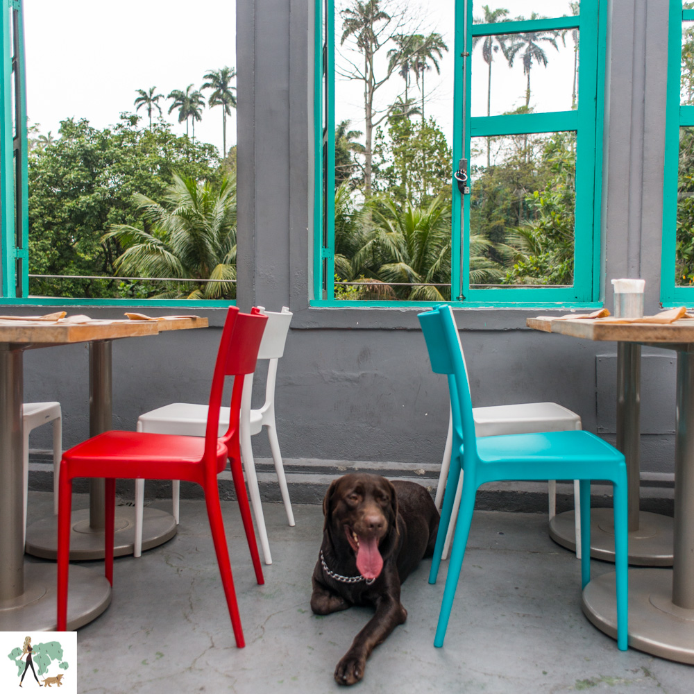 lugares para fazer happy hour com os pets no Rio