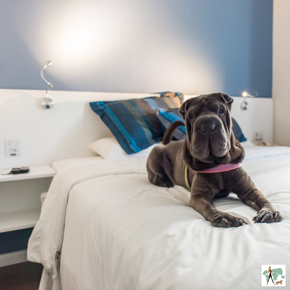 cachorro deitado em cima da cama de hotel
