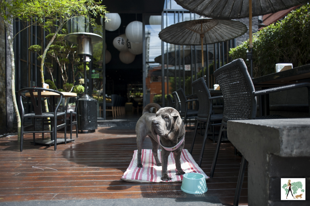 Tatá Sushi no Itaim é pet friendly cachorro em deck de restaurante japonês
