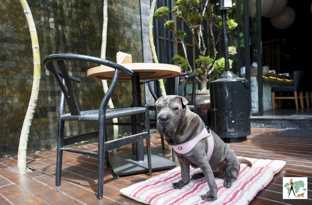 Tatá Sushi no Itaim é pet friendly cachorro ao lado de mesa