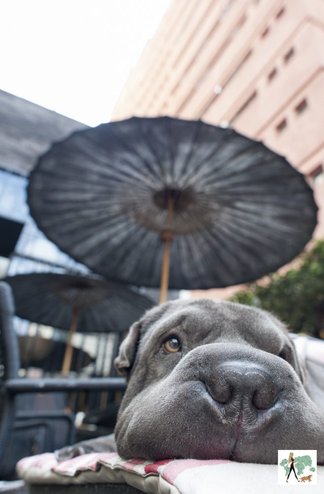 Tatá Sushi no Itaim é pet friendly cachorro sharpei bochechudo
