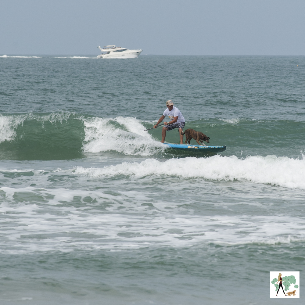 o cão surfista homem e cachorro em cima da prancha de surf no mar