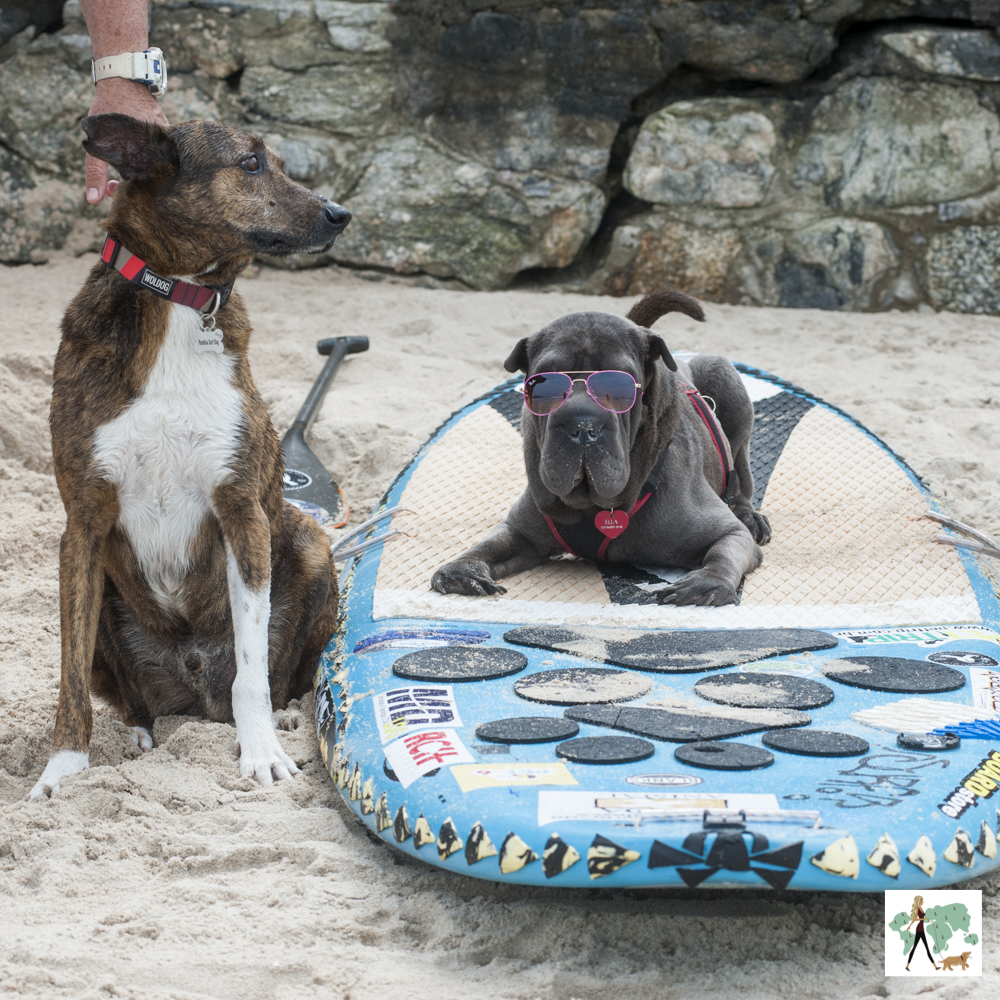 cachorros na praia