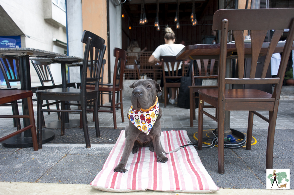 Nino & Cucina é pet friendly cachorro sentado na frente de restaurante