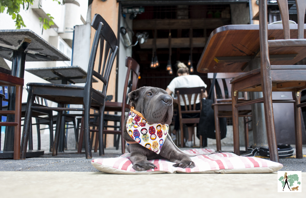Nino Cucina & Vino é pet friendly cachorro deitado na frente de restaurante