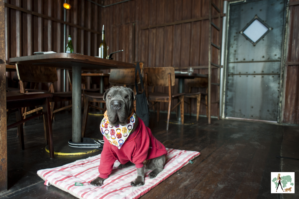 Nino Cucina & Vino é pet friendly cachorro sentado no chão do salão de restaurante