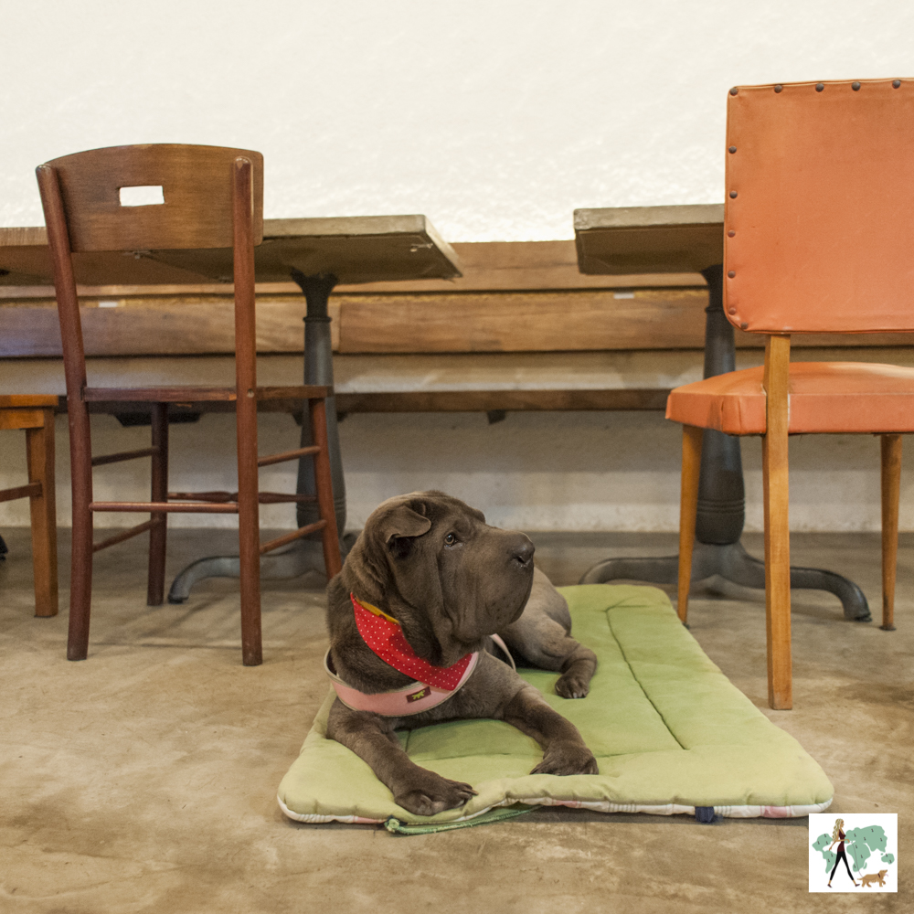 cachorro deitado em cima de almofada em restaurante