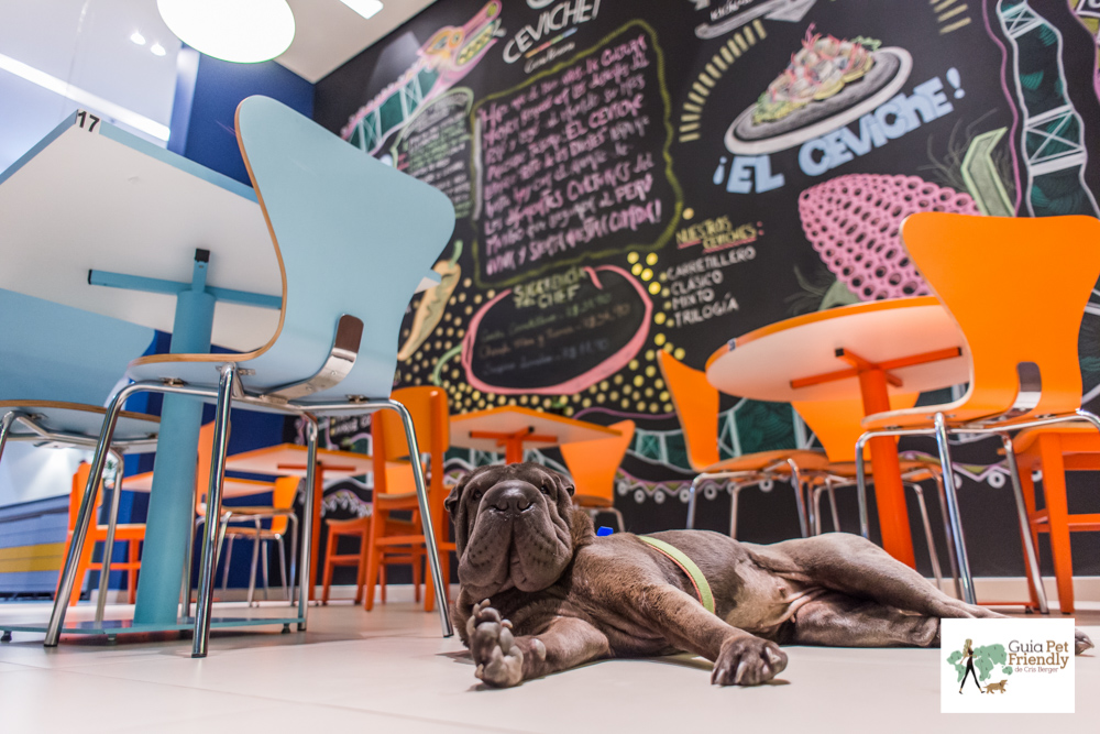 Ibis Style Barra Funda é pet friendly cachorro deitado ao lado de cadeiras coloridas