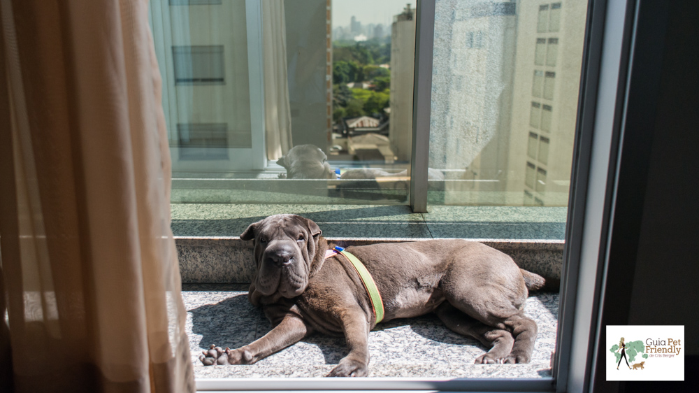 cachorro deitado na sacada tomando sol