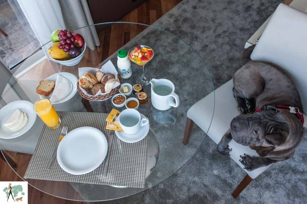 cachorro sentado em cima de cadeira e café da manhã servido na mesa de hotel