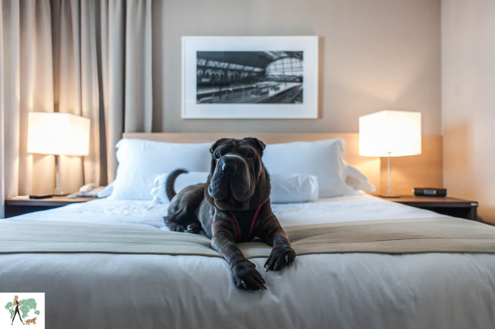 cachorro deitado em cima de cama de hotel