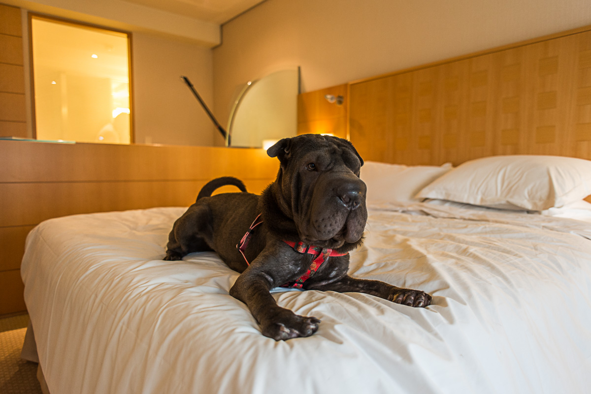 cachorro deitado em cima da cama de hotel