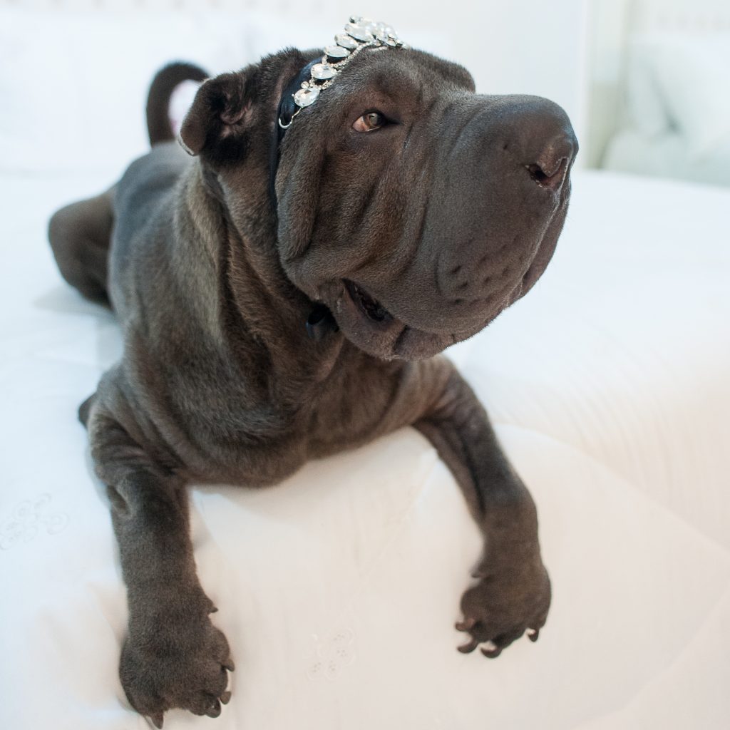 cachorro sharpei com tiara de brilhante na cabeça