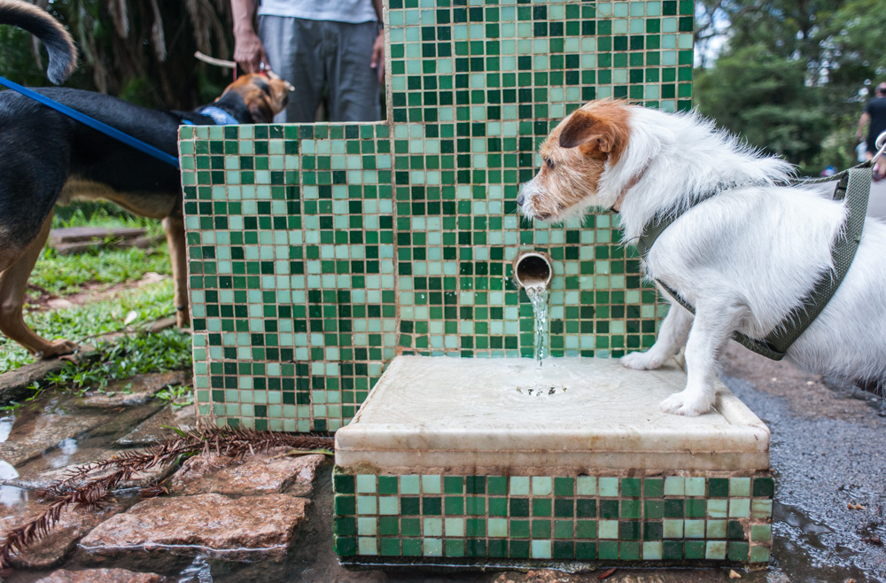cachorro ao lado de bebedouro no parque