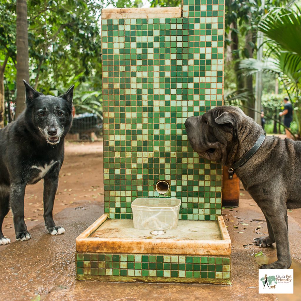 cachorros ao lado de bebedouro em parque