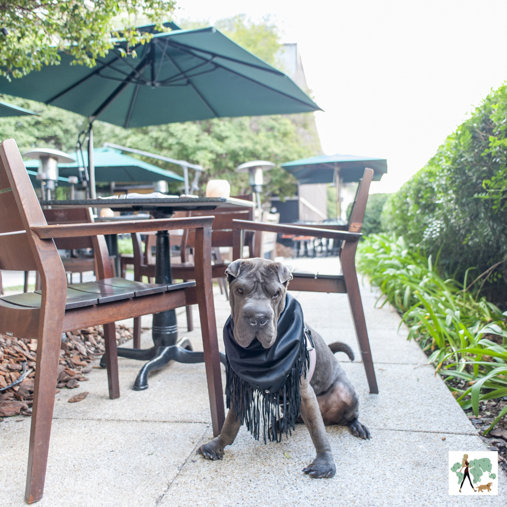 cachorro usando adereço em couro sentado em restaurante